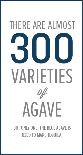 There are almost 300 varieties of agave.
